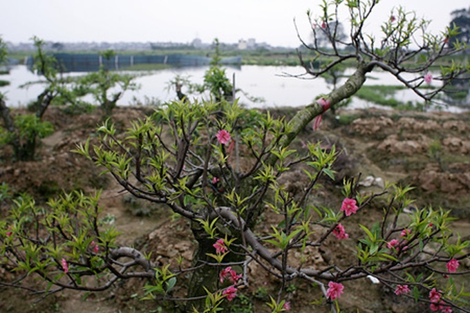 Peach orchards threatened by urbanisation - 7 Peach orchards threatened by urbanisation - 7