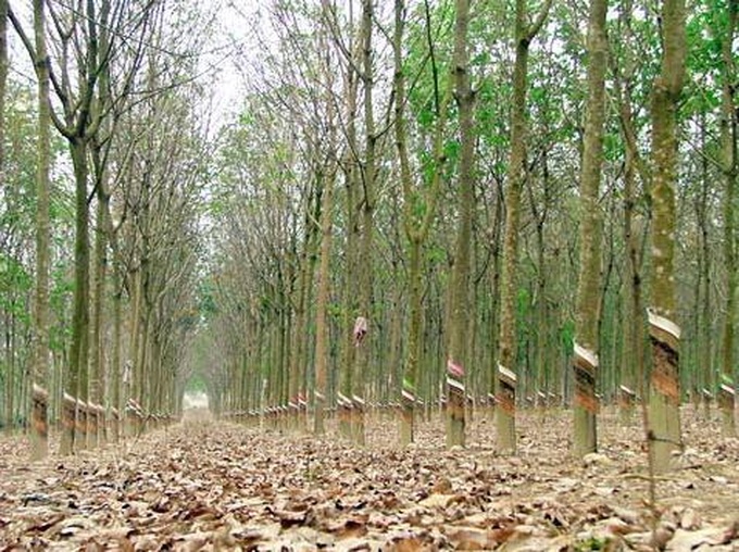 Central Highlands halt to rubber plantation expansion - 1 Central Highlands halt to rubber plantation expansion - 1