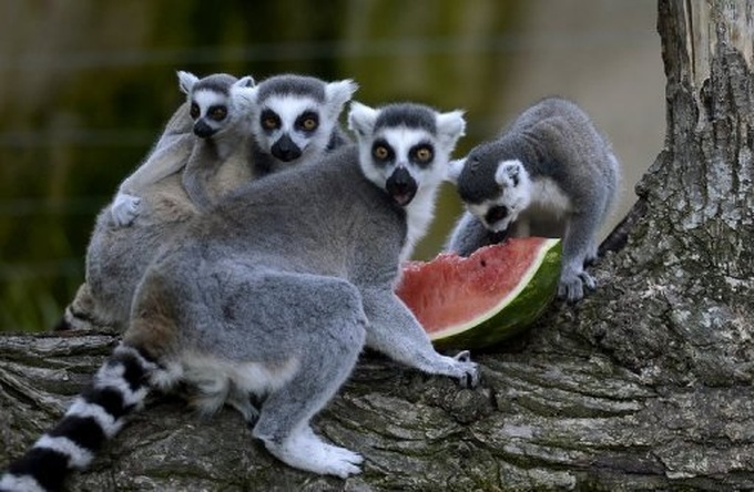 Madagascar lemurs top endangered primates list - 1