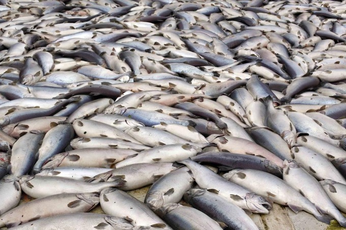 Chileans brace for volcano's impact on livestock, farming - 2