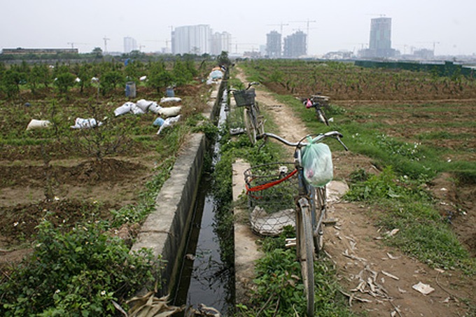 Peach orchards threatened by urbanisation - 8 Peach orchards threatened by urbanisation - 8
