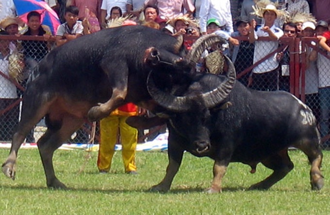 Buffalo fighting festival attracts over 30,000 visitors - 1