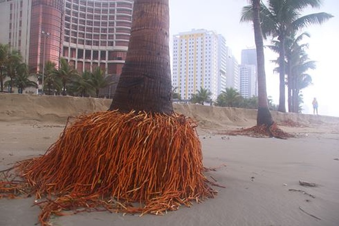 Danang beach covered with waste following torrential rains - 3 Danang beach covered with waste following torrential rains - 3