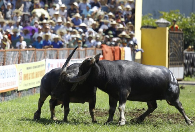 Animals Asia calls to end Do Son buffalo fight - 1 Animals Asia calls to end Do Son buffalo fight - 1