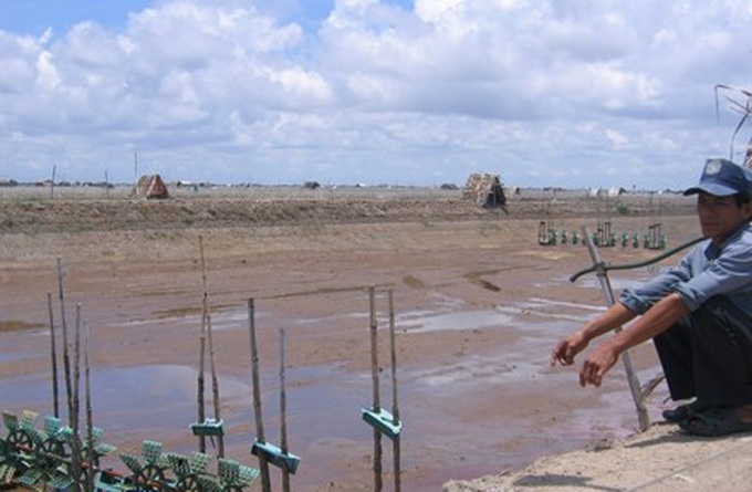 Mass shrimp deaths in Tra Vinh - 1