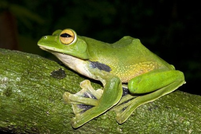 New species of flying frog discovered in Vietnam - 1