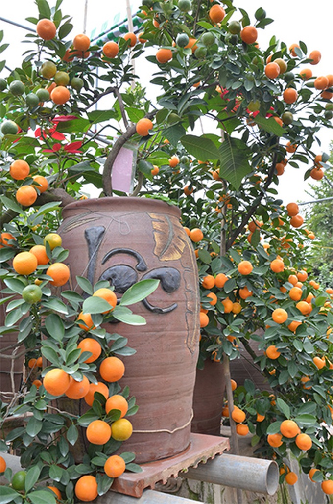 Tet trees in a jar win fans in Hanoi - 8 Tet trees in a jar win fans in Hanoi - 8