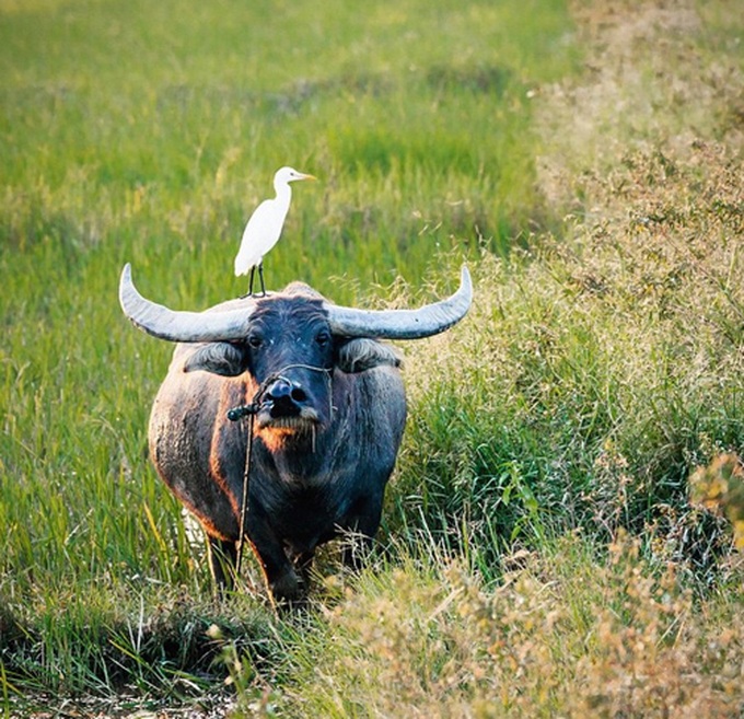 Beautiful Vietnam through foreign tourist’s lens - 6