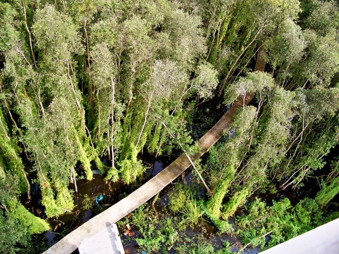 The longest path through the melaleuca forest of Vietnam - 5
