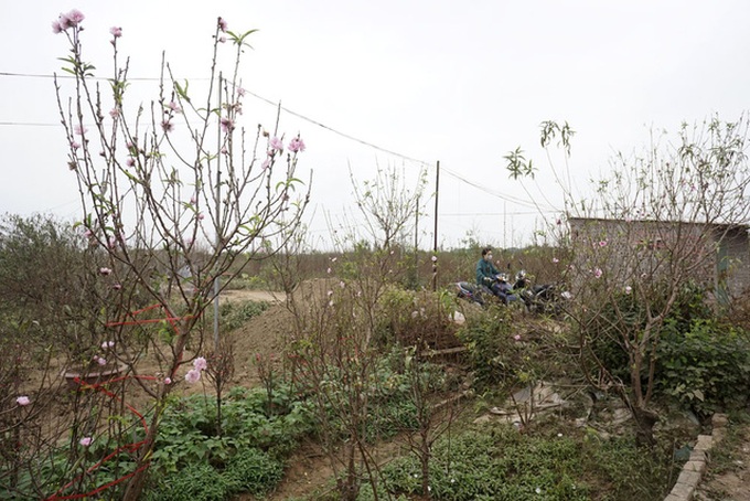 Peach growers prepare for Tet Holiday - 6