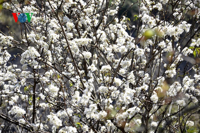 Plum trees in full bloom - 9