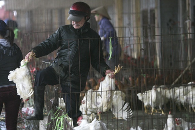 Bird flu scare prompts tighter restrictions - 8 Bird flu scare prompts tighter restrictions - 8