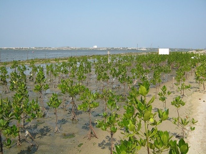 Mekong Delta ready for fight against climate change - 1 Mekong Delta ready for fight against climate change - 1