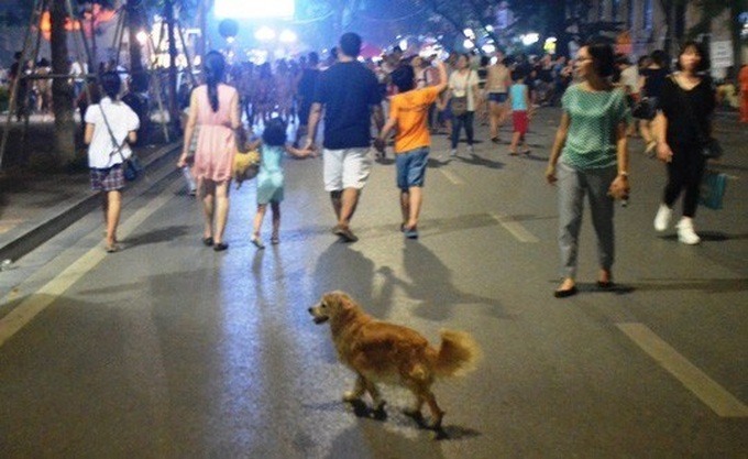 Hanoi tightens control over pet dogs and cats - 1