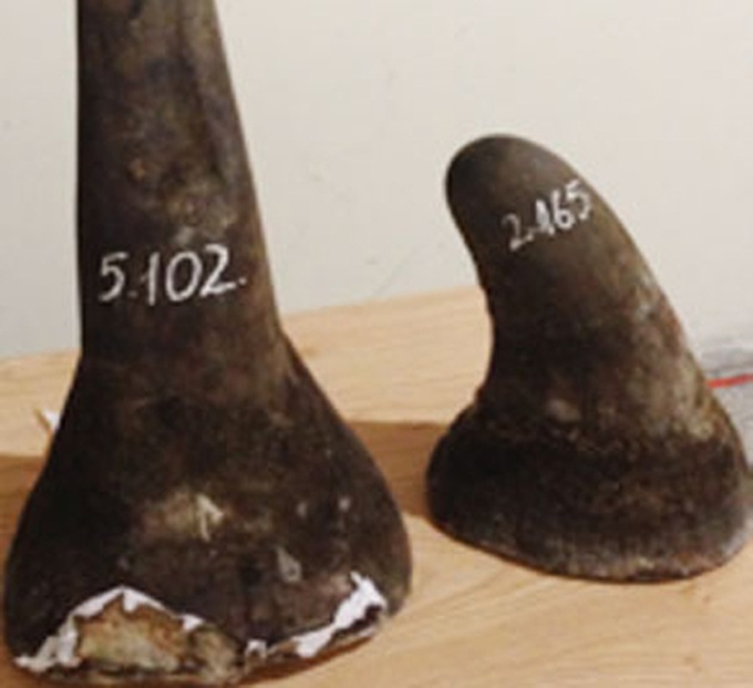 Smuggled rhino horns seized in HCM City - 1 Smuggled rhino horns seized in HCM City - 1
