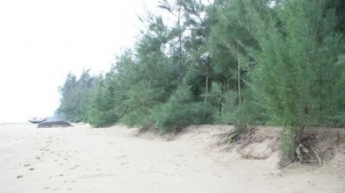 Coastal forests crucial to fighting climate change: DPM Hai - 1