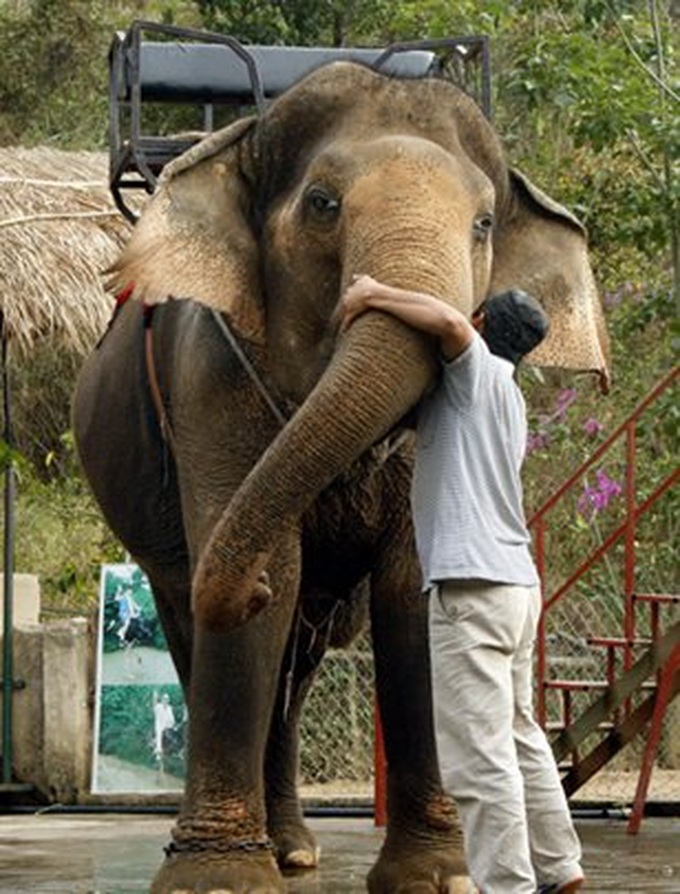 Riding elephant in Buon Don - 1