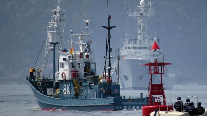 Whale huddle braces for clash over Japanese hunting - 1