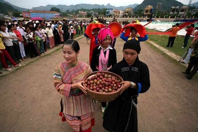Bac Ha plum tree gardens lure visitors for harvest - 1