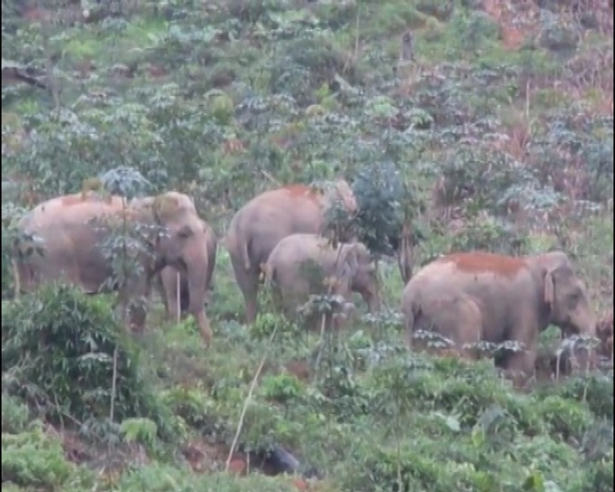 Wild elephants storm Nghe An village - 1 Wild elephants storm Nghe An village - 1