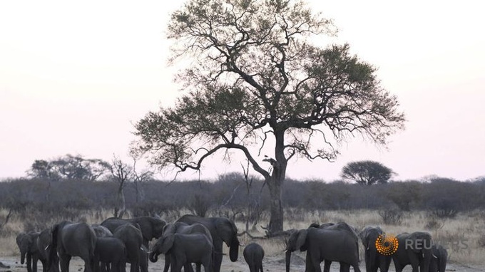 22 more elephants poisoned to death in Zimbabwe - 1 22 more elephants poisoned to death in Zimbabwe - 1