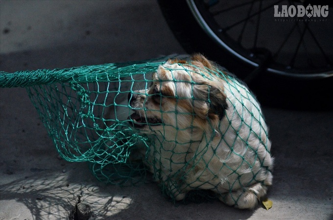 Hanoi starts catching stray dogs to fight rabies - 4