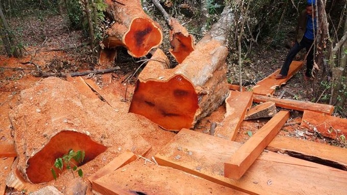 Investigation launched into forest destruction in Dak Lak - 1