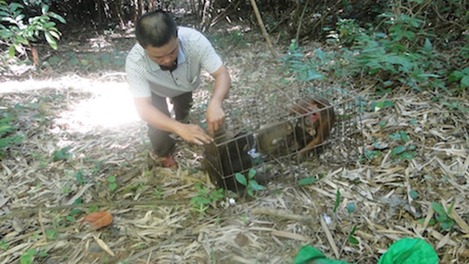 Pu Mat National Park re-releases rare animals - 1