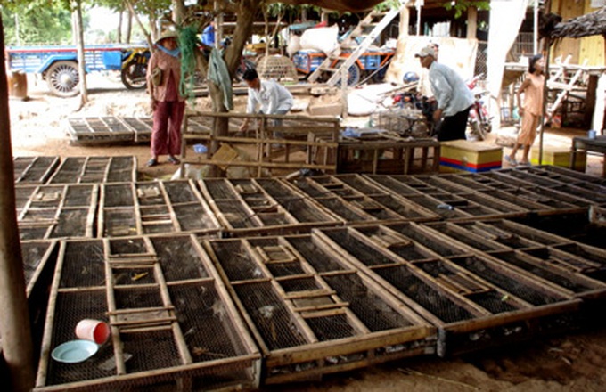 Vietnamese in Cambodia enriched through rat sales - 2 Vietnamese in Cambodia enriched through rat sales - 2