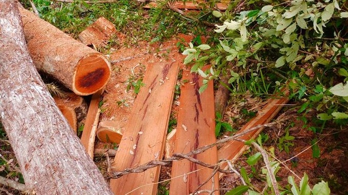Investigation launched into forest destruction in Dak Lak - 4