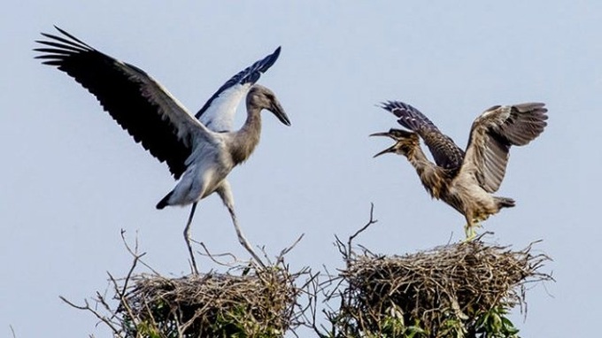 More Asian openbill storks flock to ecotourism site in Dong Thap - 1