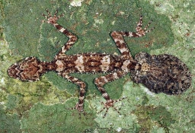 'Lost world' discovered in remote Australia - 1 'Lost world' discovered in remote Australia - 1