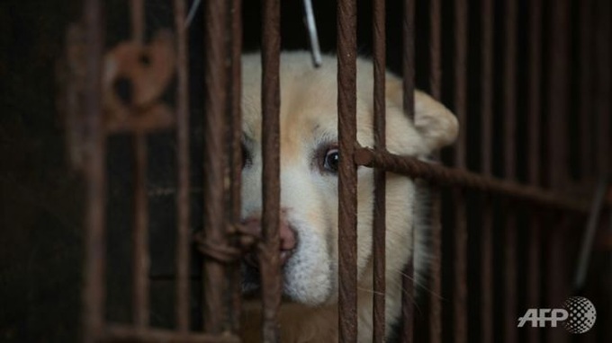 Taiwan bans eating dogs and cats - 1 Taiwan bans eating dogs and cats - 1