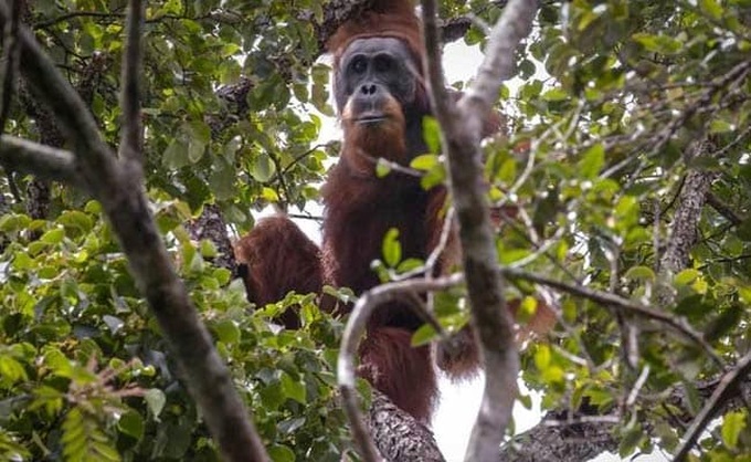 China-backed hydro dam threatens world's rarest orangutan - 1