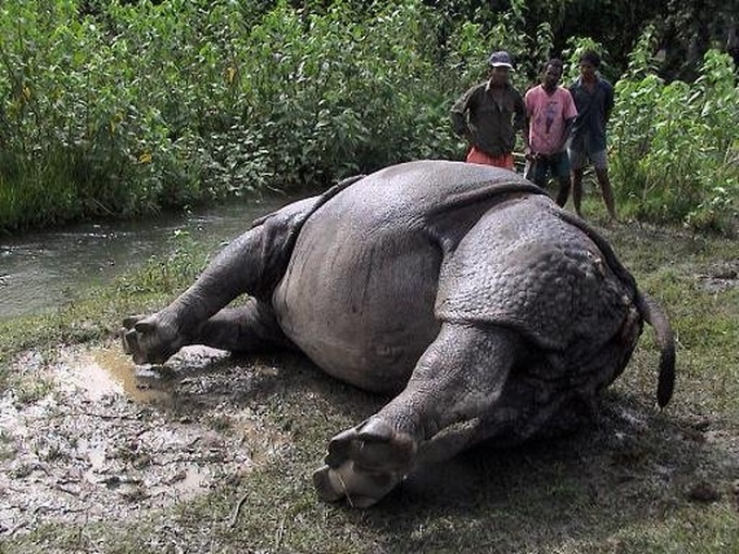 Nepal police arrest 14 for rhino poaching - 1