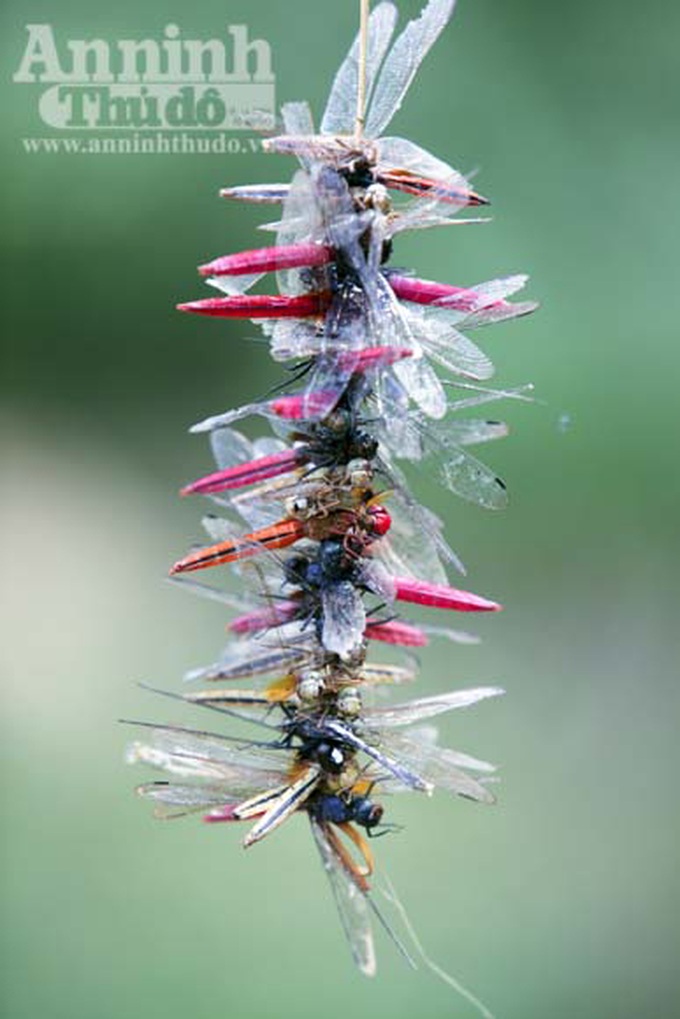 Six-legged delicacies from the Northwest - 8 Six-legged delicacies from the Northwest - 8