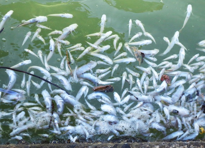 Red tide causes fish deaths in Khanh Hoa - 1 Red tide causes fish deaths in Khanh Hoa - 1