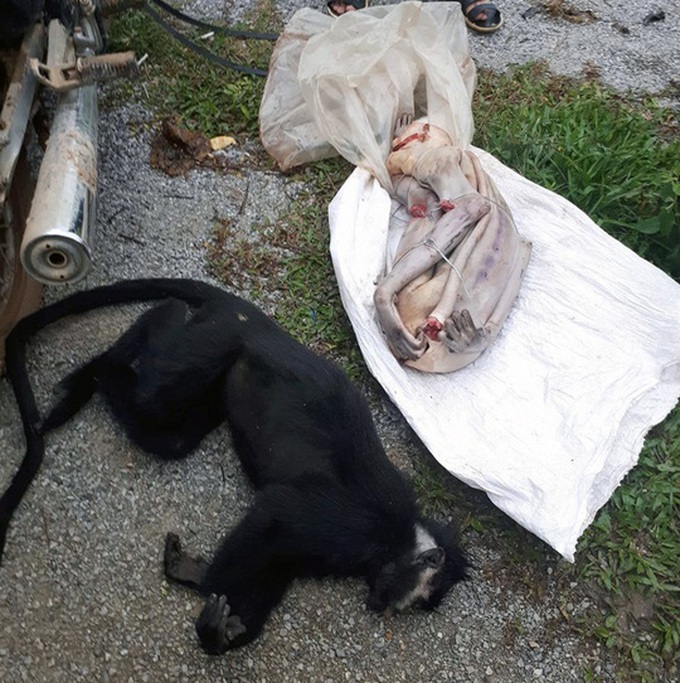 Man detained while transporting dead langurs - 1