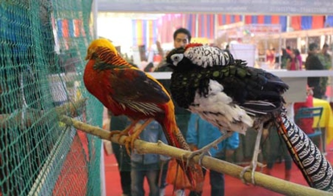 Special king offerings now in Hanoi for Tet - 2 Special king offerings now in Hanoi for Tet - 2