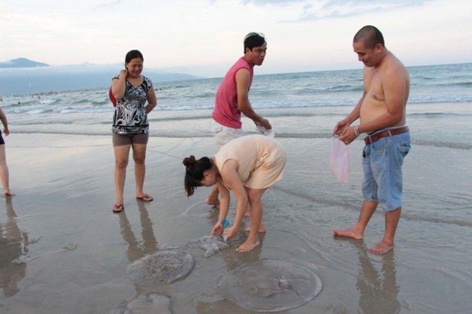 Jellyfish die-off hits Danang beaches - 4