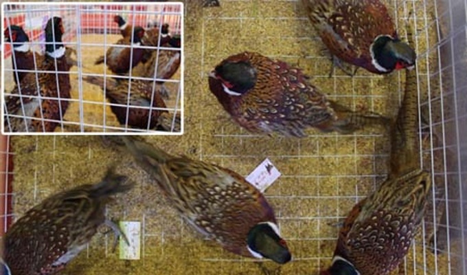 Special king offerings now in Hanoi for Tet - 3 Special king offerings now in Hanoi for Tet - 3