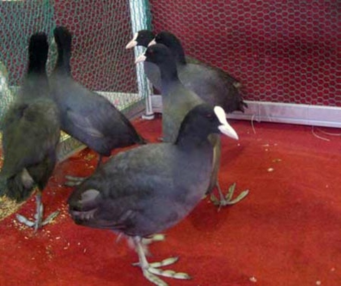 Special king offerings now in Hanoi for Tet - 6 Special king offerings now in Hanoi for Tet - 6