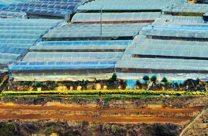 Cau Dat tea hills in Da Lat - 6 Cau Dat tea hills in Da Lat - 6