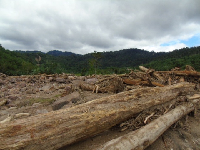 Mystery timber washed up after Thanh Hoa floods - 1 Mystery timber washed up after Thanh Hoa floods - 1
