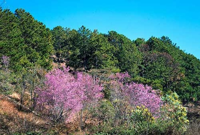 Cau Dat tea hills in Da Lat - 7 Cau Dat tea hills in Da Lat - 7