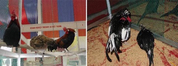 Special king offerings now in Hanoi for Tet - 8 Special king offerings now in Hanoi for Tet - 8