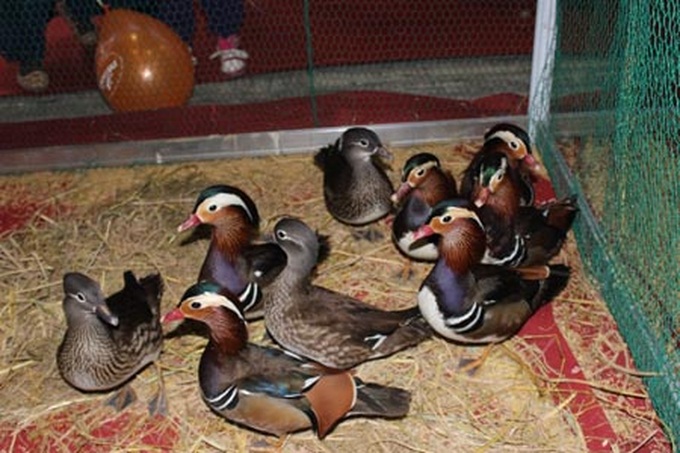 Special king offerings now in Hanoi for Tet - 9 Special king offerings now in Hanoi for Tet - 9