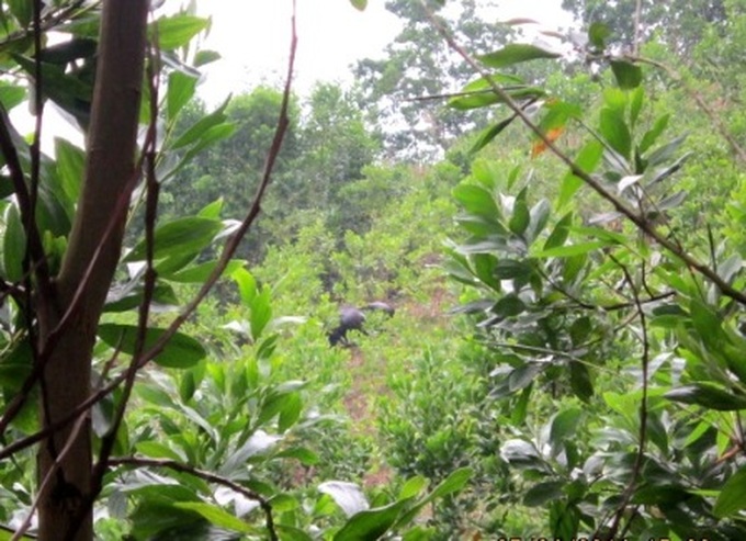 Bull kills one, injuries three in Quang Nam - 1