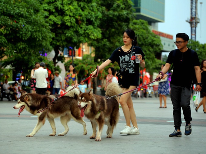 Lack of personnel poses difficulties for dog supervision regulations - 1