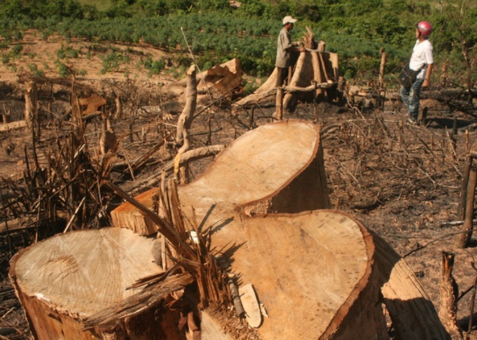 Over 3,000ha of forests lost in 2012, says conference - 1